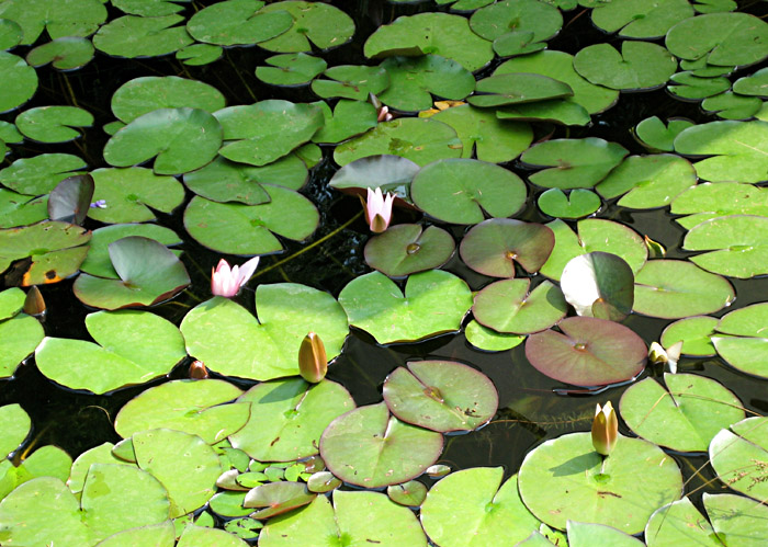 Der Teich im Garten meiner Eltern